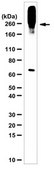 Anti-LTBP-3 Antibody from rabbit, purified by affinity chromatography