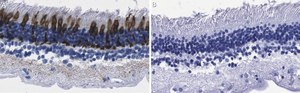Anti-Red/Green Opsin Antibody, clone 1D2 ZooMAb® Rabbit Monoclonal recombinant, expressed in HEK 293 cells