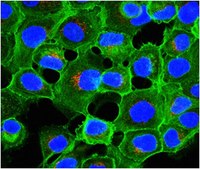 Anti-LBPA Antibody, clone 6C4 clone 6C4, from mouse