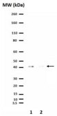 PhosphoDetect Anti-PDH-E1α (pSer²⁹³) Rabbit pAb