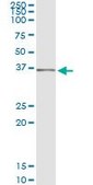 Monoclonal Anti-SEC13 antibody produced in mouse clone 1G7, purified immunoglobulin, buffered aqueous solution