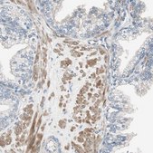 Anti-FLNC antibody produced in rabbit Prestige Antibodies® Powered by Atlas Antibodies, affinity isolated antibody, buffered aqueous glycerol solution