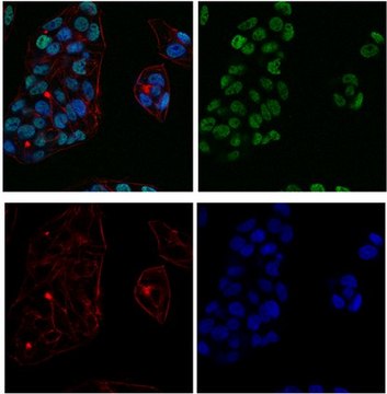 Anti-acetyl-Histone H3 (Lys4) Antibody, Alexa Fluor&#8482; 488 conjugate from rabbit, ALEXA FLUOR&#8482; 488