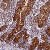 Anti-COQ4 antibody produced in rabbit Prestige Antibodies® Powered by Atlas Antibodies, affinity isolated antibody, buffered aqueous glycerol solution