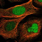 Anti-BUD31 antibody produced in rabbit Prestige Antibodies® Powered by Atlas Antibodies, affinity isolated antibody, buffered aqueous glycerol solution