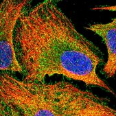 Anti-PACSIN3 antibody produced in rabbit Prestige Antibodies® Powered by Atlas Antibodies, affinity isolated antibody, buffered aqueous glycerol solution
