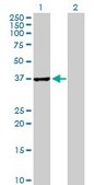 Anti-ABT1 antibody produced in mouse purified immunoglobulin, buffered aqueous solution