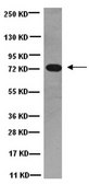 Anti-Dynein Antibody, 74 kDa Intermediate chains, cytoplasmic, clone 74.1 clone 74.1, Chemicon®, from mouse