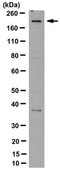 Anti-NLRC5 Antibody, clone 3H8 clone 3H8, from rat, purified by using protein G