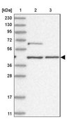 Anti-GTF3C2 antibody produced in rabbit Prestige Antibodies® Powered by Atlas Antibodies, affinity isolated antibody, buffered aqueous glycerol solution