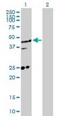 Anti-MED27 antibody produced in rabbit purified immunoglobulin, buffered aqueous solution