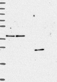 Anti-ZFAND6 antibody produced in rabbit Prestige Antibodies® Powered by Atlas Antibodies, affinity isolated antibody, buffered aqueous glycerol solution