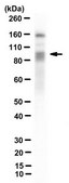 Anti-DYRK1A Antibody, clone 8D9 clone 8D9, from mouse