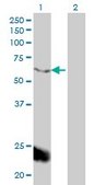 Monoclonal Anti-PPARBP antibody produced in mouse clone 2A2, purified immunoglobulin, buffered aqueous solution