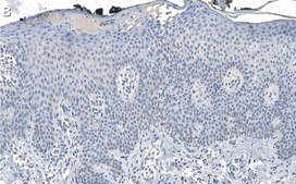 Anti-DNA-RNA hybrid Antibody, clone S9.6 ZooMAb® Mouse Monoclonal recombinant, expressed in HEK 293 cells