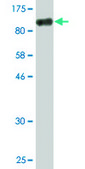 Monoclonal Anti-USO1 antibody produced in mouse clone 3F4, purified immunoglobulin, buffered aqueous solution