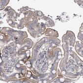 Anti-LILRA4 antibody produced in rabbit Prestige Antibodies® Powered by Atlas Antibodies, affinity isolated antibody, buffered aqueous glycerol solution