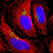 Anti-TMF1 antibody produced in rabbit Prestige Antibodies® Powered by Atlas Antibodies, affinity isolated antibody, buffered aqueous glycerol solution