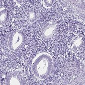 Anti-TOMM34 antibody produced in rabbit Prestige Antibodies® Powered by Atlas Antibodies, affinity isolated antibody, buffered aqueous glycerol solution