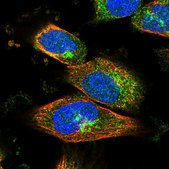 Anti-RIN2 antibody produced in rabbit Prestige Antibodies® Powered by Atlas Antibodies, affinity isolated antibody, buffered aqueous glycerol solution