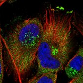 Anti-PISD antibody produced in rabbit Prestige Antibodies® Powered by Atlas Antibodies, affinity isolated antibody, buffered aqueous glycerol solution, ab2