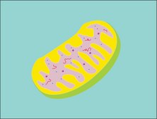 Mitochondria Isolation Kit sufficient for 10-20 g (animal tissue), sufficient for 50 assays (2 mL), isolation of enriched mitochondrial fraction from animal tissues
