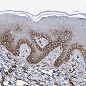 Anti-UBTD1 antibody produced in rabbit Prestige Antibodies® Powered by Atlas Antibodies, affinity isolated antibody, buffered aqueous glycerol solution