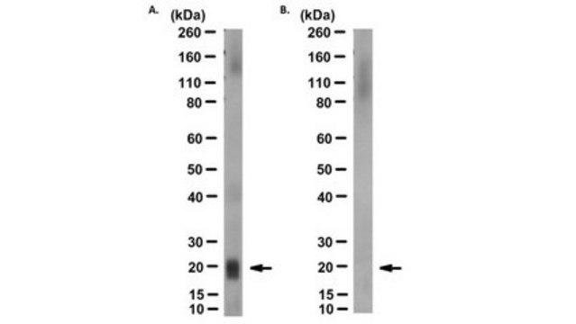 Anti-Glutathione Peroxidase 4 Antibody, clone Mab63-1 clone Mab63-1, from mouse, purified by affinity chromatography