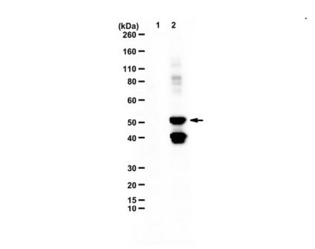Anti-Methyl-Glutamine from rabbit