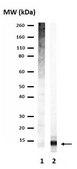 Anti-Ubiquitin Antibody Upstate®, from rabbit