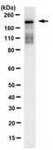 Anti-REST Antibody, clone 2D9.1 clone 2D9.1, from mouse