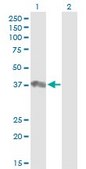 Anti-PTPN18 antibody produced in mouse IgG fraction of antiserum, buffered aqueous solution