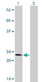 Monoclonal Anti-SALL2 antibody produced in mouse clone 3F7, purified immunoglobulin, buffered aqueous solution