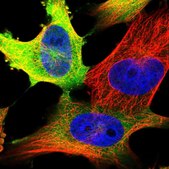Anti-CCNB1 antibody produced in rabbit Prestige Antibodies® Powered by Atlas Antibodies, affinity isolated antibody