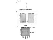 Anti-Ubiquityl-Histone H2B Antibody, clone 56 clone 56, from mouse