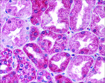 Anti-STAT3 antibody produced in rabbit affinity isolated antibody
