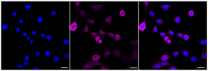 Anti Bradykinin receptor B2 Antibody, clone 23GB3710, Rabbit Monoclonal clone 23GB3710, recombinant rabbit monoclonal, expressed in HEK293 cells