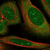 Anti-RBMS2 antibody produced in rabbit Prestige Antibodies® Powered by Atlas Antibodies, affinity isolated antibody