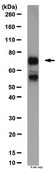 抗Tbr1抗体 from chicken, purified by affinity chromatography