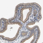 Anti-PARL antibody produced in rabbit Prestige Antibodies® Powered by Atlas Antibodies, affinity isolated antibody, buffered aqueous glycerol solution
