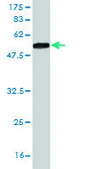 Monoclonal Anti-SALL2 antibody produced in mouse clone 3F7, purified immunoglobulin, buffered aqueous solution