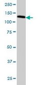 Monoclonal Anti-GOLPH4 antibody produced in mouse clone 5E11, purified immunoglobulin, buffered aqueous solution