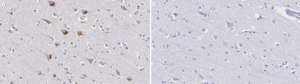 Anti-SLC11A2 Antibody, clone 3F18 ZooMAb® Rabbit Monoclonal recombinant, expressed in HEK 293 cells