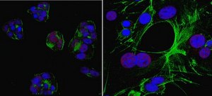 Anti-Hox-C10 Antibody, clone 2F11.1 clone 2F11.1, from mouse