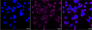KD-Validated Anti VPS26 Antibody, clone 24GB2415, Rabbit Monoclonal clone 24GB2415, recombinant rabbit monoclonal, expressed in HEK293 cells