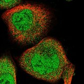 Anti-FAM160B2 antibody produced in rabbit Prestige Antibodies® Powered by Atlas Antibodies, affinity isolated antibody, buffered aqueous glycerol solution