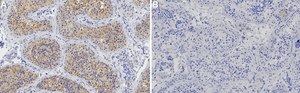 Anti-ApoER2/LRP-8 Antibody, clone 1B13 ZooMAb® Rabbit Monoclonal recombinant, expressed in HEK 293 cells