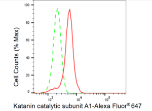 KD-Validated Anti Katanin catalytic subunit A1 Antibody, clone 23GB4765, Rabbit Monoclonal clone 23GB4765, recombinant rabbit monoclonal, expressed in HEK293 cells