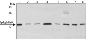 Anti-Cyclophilin B antibody produced in rabbit ~1.0 mg/mL, affinity isolated antibody