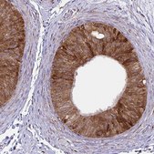 Monoclonal Anti-P4HA2 antibody produced in mouse clone CL0351, Prestige Antibodies® Powered by Atlas Antibodies, purified immunoglobulin, buffered aqueous glycerol solution